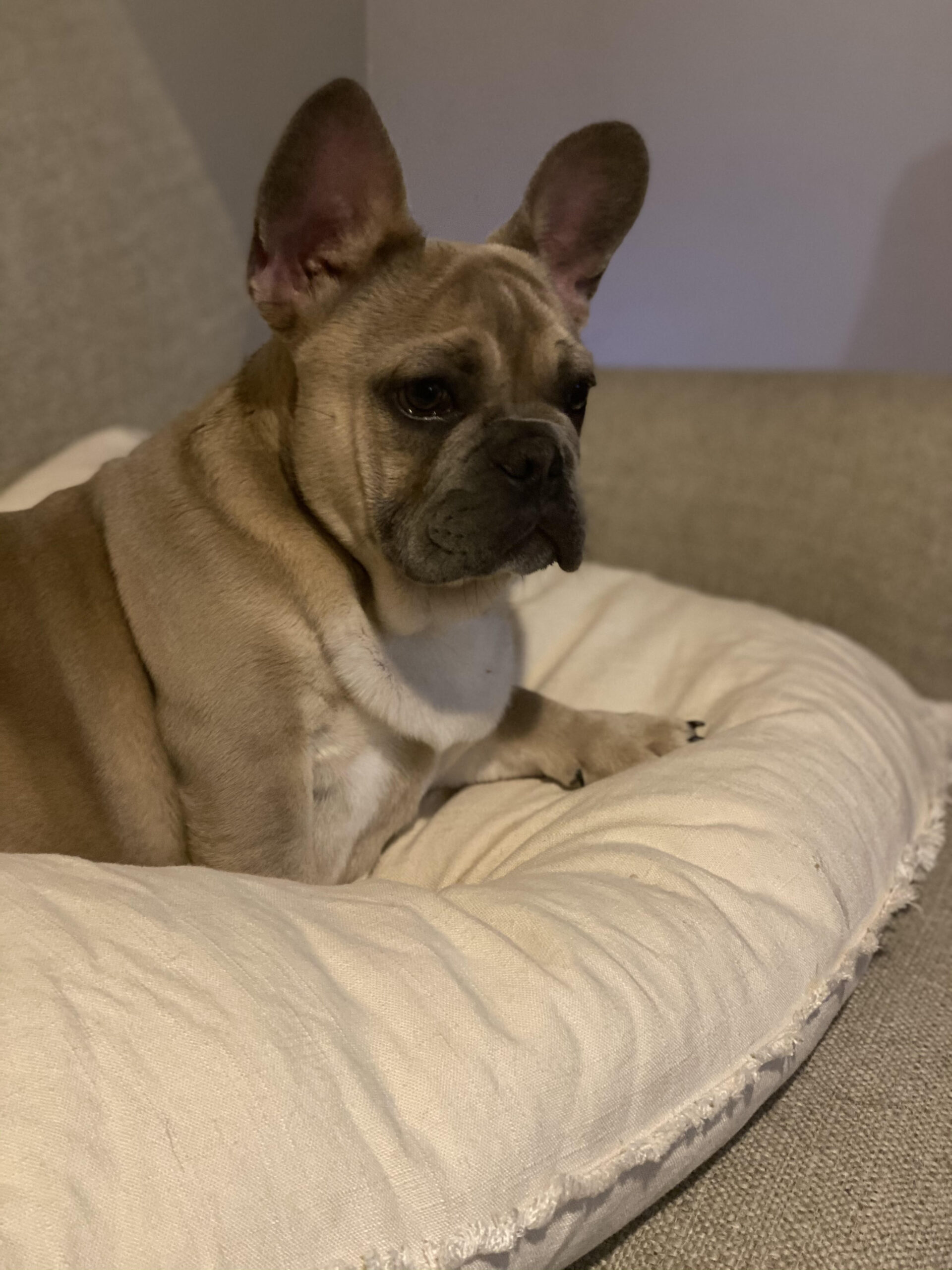 Older Puppies & Retired Frenchies – Czar's Frenchies