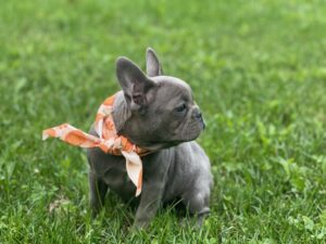 blue_french_bulldog puppies_for_sale_in ohio