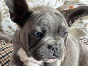 blue_french_bulldogs_for_sale_near_me