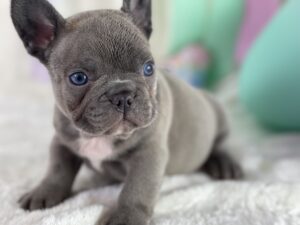 blue_french_bulldog_puppy