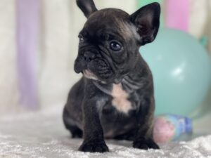 French_Bulldog Puppies_for_Sale_Indiana