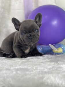 frenchie_puppy