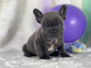 blue_french_bulldog