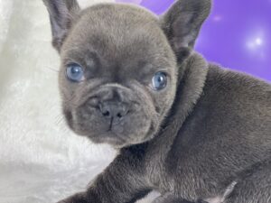 french_bulldog_blue_eyes