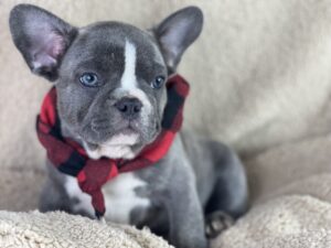 blue_brindle_french_bulldog