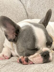 blue_brindle_pied_french_bulldog