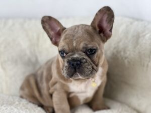 french_bulldogs_for_sale_florida