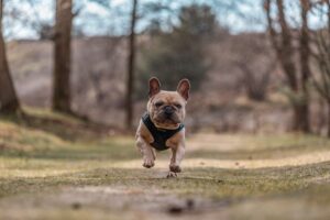 french_bulldog_in_maine