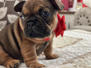 french_bulldogs_for sale_colorado springs