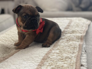 french_bulldog puppies_for_sale_in massachusetts