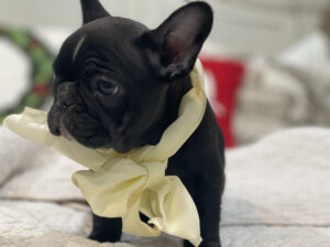 french_bulldog puppies_for_sale_in western_massachusetts