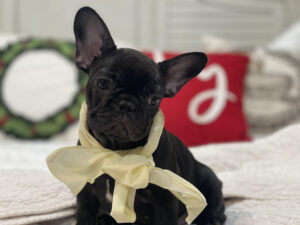 French_Bulldog Puppies_for_Sale Massachusetts