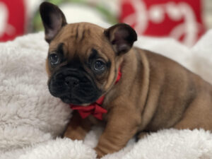 french_bulldog_puppies_for_sale_in_oregon