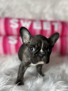 brindle_french_bulldog