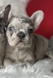 merle_blue_eyes_french_bulldog