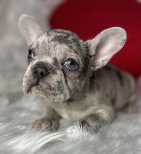 French_Bulldogs_for Sale_Houston