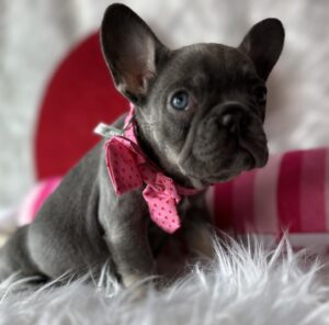 french_bulldog_puppies_for_sale_in_colorado