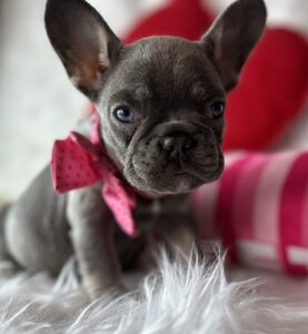 french_bulldogs_for sale_in_houston_tx