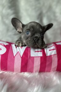 French_Bulldog_ Puppies_Wyoming