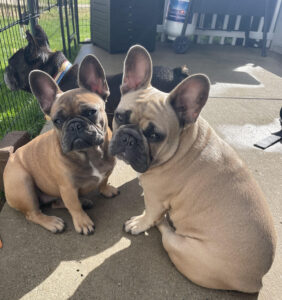 two_french_bulldogs