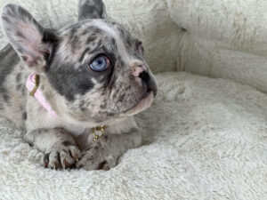 french_bulldogs houston_tx_for_sale