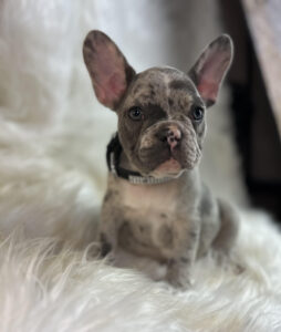 French_bulldogs_for_sale_miami