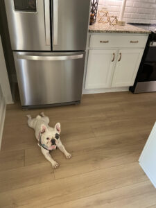 potty_training_frenchie_puppies