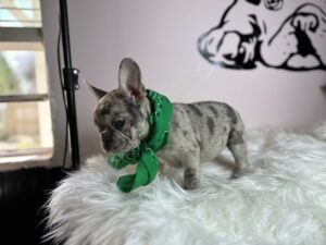 french_bulldogs_for_sale_near_me