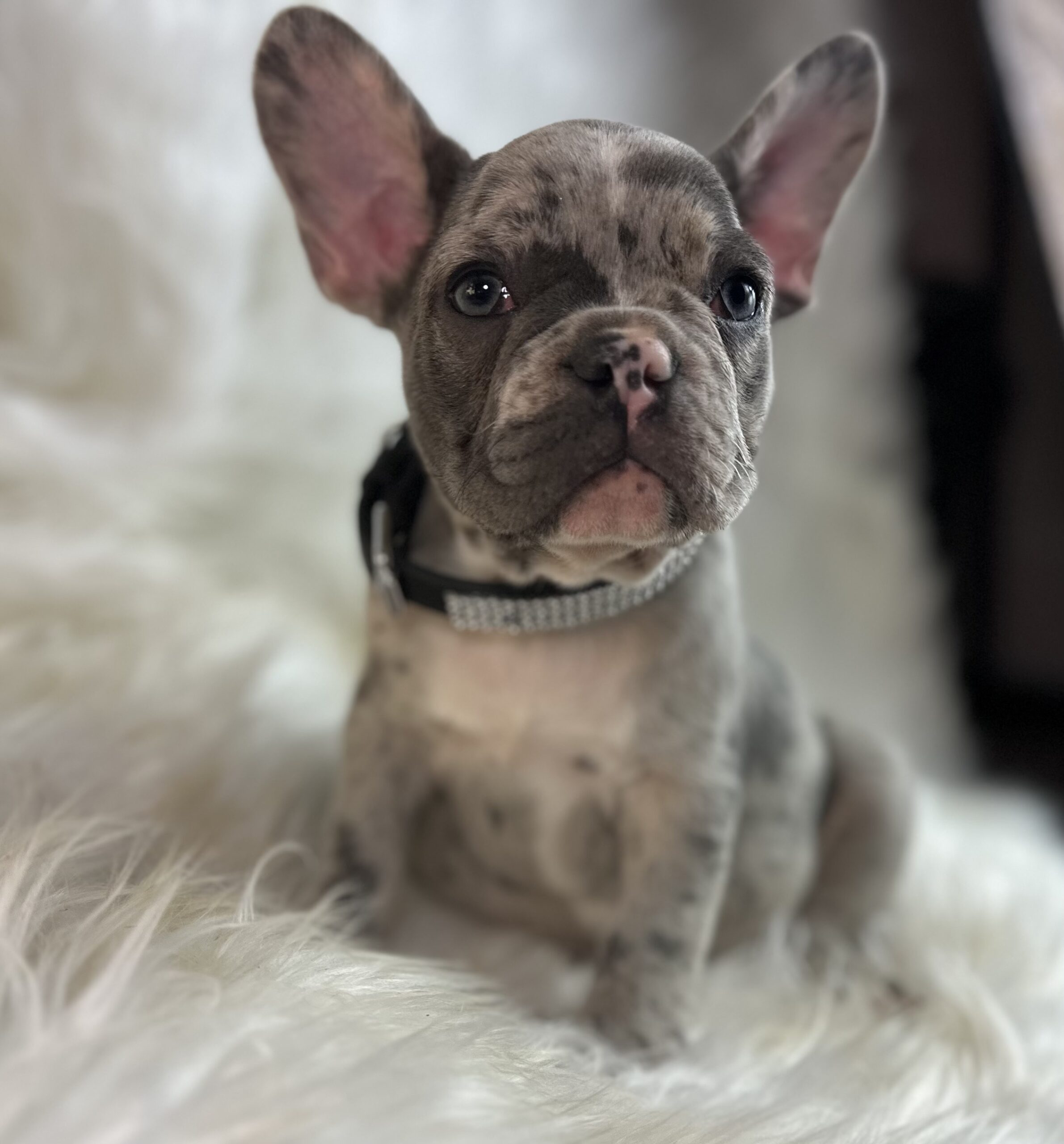 Puppies Available Now - Czar's Frenchies