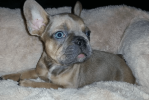 blue_fawn_frenchie