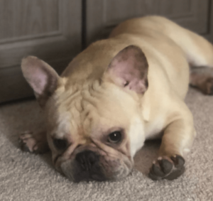 cream_french_bulldog