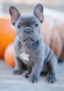 blue_frenchie