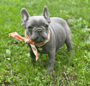 french_bulldogs_for_sale_in_dallas