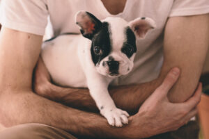 male_vs_female_french_bulldog