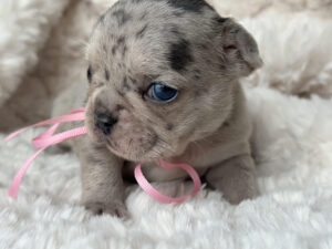 cute_french_bulldogs