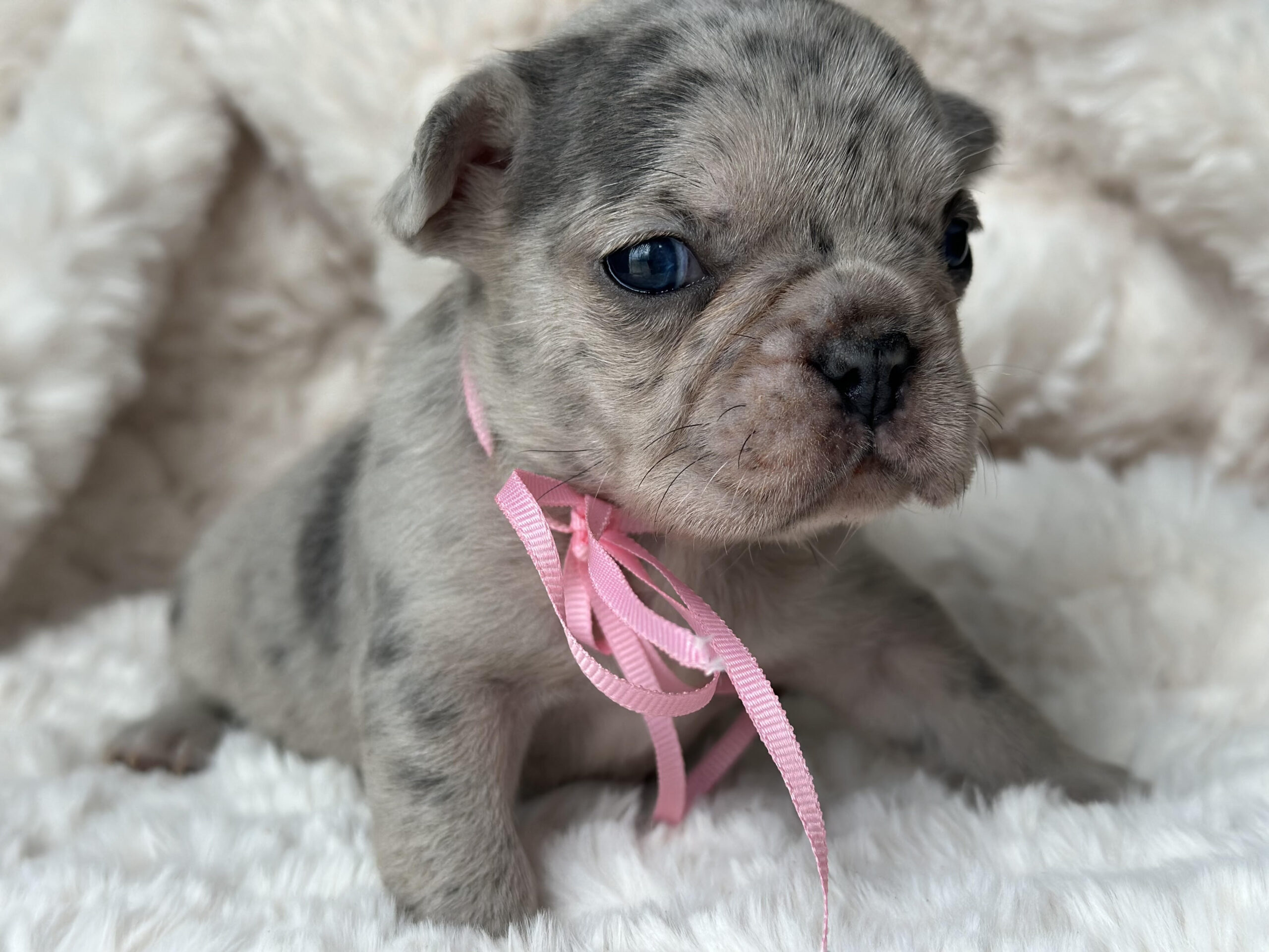 Puppies Available Now - Czar's Frenchies