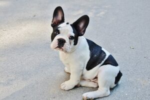 french_bulldog_puppy_cost