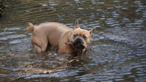 can_french_bulldogs_swim