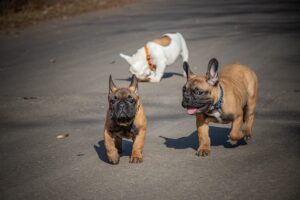 french_bulldog_good_with_kids