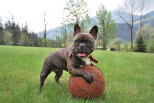 frenchies_are_the_best_dogs