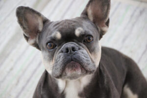 blue_and_tan_french_bulldog