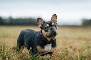 black_and_tan_french_bulldogs