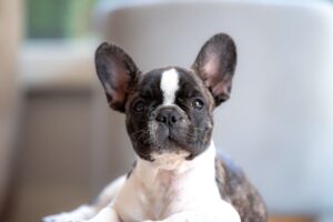 french_bulldog_puppies_for_sale_boise