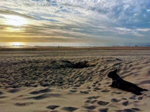 beach_french_bulldog