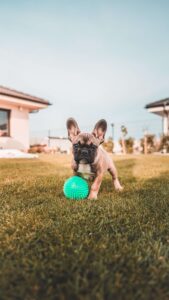 french_bulldog_health_insurance