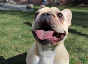 french_bulldog_ma