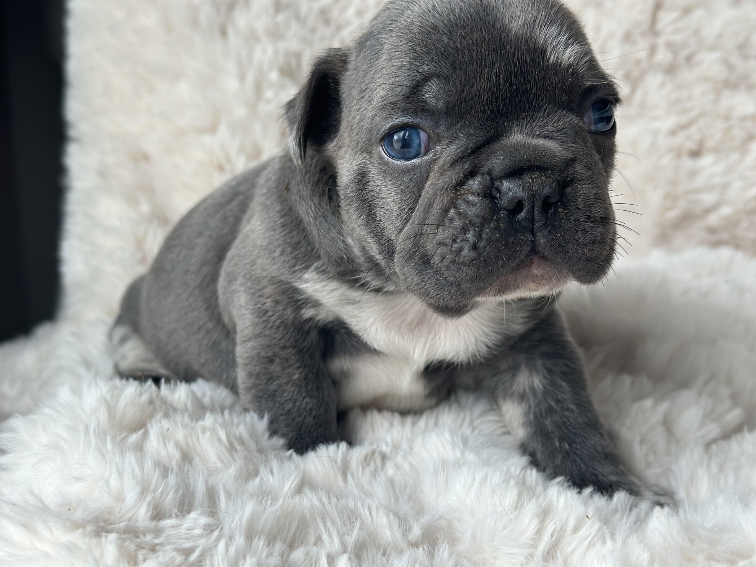 Puppies Available Now - Czar's Frenchies