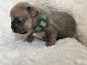 french_bulldog_puppies_for_sale