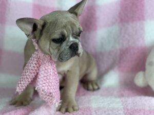 french bulldogs for sale michigan
