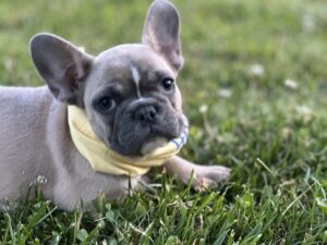 French Bulldogs for Sale Sacramento